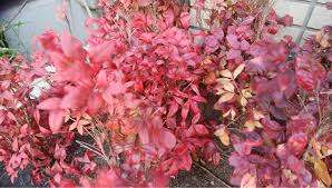美しい花の画像 新鮮なオタフクナンテン 花