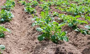 Be sure to plant potatoes in a different part of your garden each year, so that soil can rest a season and replenish the nitrogen. How To Grow Potatoes Tips For Planting Growing Complete Guide
