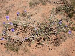 Image result for Aptosimum albomarginatum