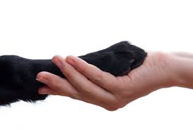 Our store also offers grooming, training, adoptions and curbside pickup. Well Pet Vet Clinic Veterinarian In Pittsburg Ca Us Rainbow Bridge Connection