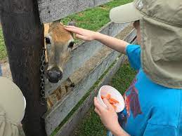 See all things to do. Best Zoo Experience Ever Dutch Creek Farm Animal Park Traveling Mom