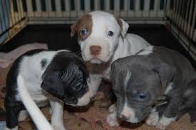 Picture Of Pitbull Puppies With Blue Eyes Jpg 19 Comments Hi Res 720p Hd
