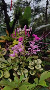 Image result for Cleome maculata