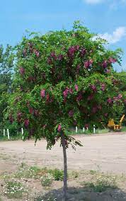 Known for beautiful flowers and winter silhouette. Robinia Purple Robe Purple Flowering Tree Ornamental Trees Australian Trees