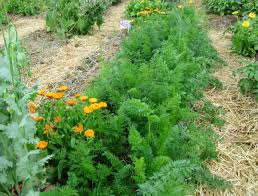 So Gelingt Der Anbau Von Mohren Biogarten Fullhorn Garten Pflanzen Pflanzen Biogarten
