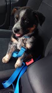 Black Australian Cattle Dog Blue Heeler Mix My Australian Shepherd Blue Heeler Mix Cute Dogs Mixed Breed Dogs Puppies