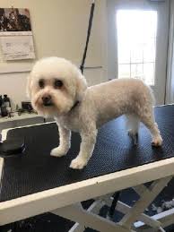 We love our job and we are here to provide quality care in a friendly environment to help keep your pet happy, comfortable and safe. Happy Tails Pet Grooming Boarding Home Facebook