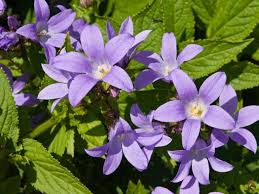 Campanula Lactiflora Milky Bellflower Cottage Garden Plants 7 8 Tall Come Out From April May Good Wit Cottage Garden Plants Rose Companion Plants Plants