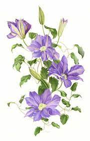 Check spelling or type a new query. Clematis Drawing Google Search Botanical Drawings Botanical Painting Botanical Watercolor