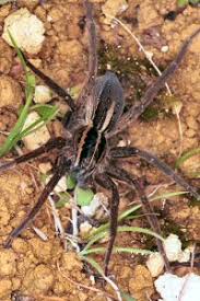 spiders of australia with information and pictures