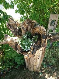 Maybe you would like to learn more about one of these? Holzwurzel Deko Garten Deko Kreative Garten Ideen Gartendekoration