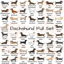 Dapple, double dapple, brindle, sable and piebald. 25 Colors And Patterns Of A Dachshund That You Never Knew Existed Thegoodypet