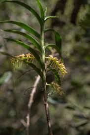 Image result for Tridactyle bicaudata