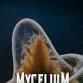 MYCELIUM | Hexagon event image