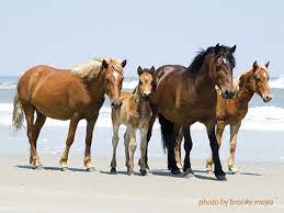 When we first began planning our visit to the north carolina coast, i had no idea that there was any controversy about the outer banks wild horses. Currituck Outer Banks Blog The Corolla Wild Horses 12 Things You May Not Know