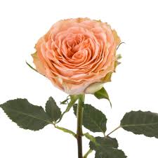 Welcome to rose garden rose garden was founded in 1997 by the zheng family. Rosaprima