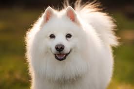 Has anyone had their Spitz die suddenly for no apparent reason?