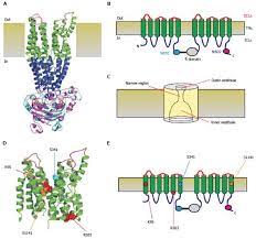Localization of cystic fibrosis transmembrane conductance regulator mrna in the human. Cystic Fibrosis Transmembrane Conductance Regulator Chloride Channel Blockers Pharmacological Biophysical And Physiological Relevance