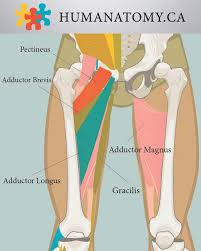 The adductor muscles of the thigh adduct, or move, the leg toward the midline of the body. Pin On Anatomy Leg