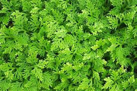 Image result for Selaginella kraussiana