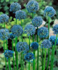 Check spelling or type a new query. 6 Blue Flowers Hoselink