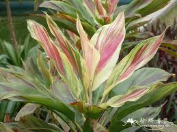 Image result for Cordyline,??????