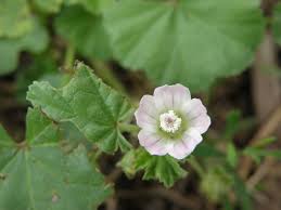 Image result for Tephrosia tanganicensis