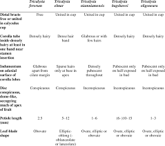 Image result for Tricalysia bagshawei