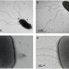 Image result for Tricalysia semidecidua