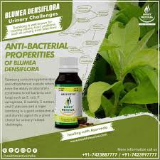 Image result for Blumea