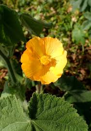 Image result for Abutilon englerianum