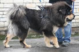 Tibetan Mastiff