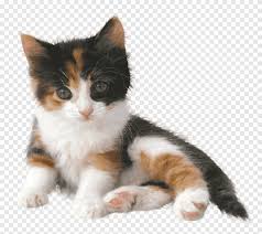 Populer Kedi Isimleri Png Pngegg