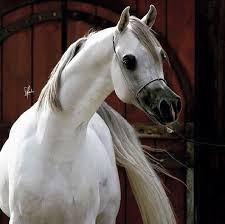 mobile uploads خيول عربية اصيلة facebook beautiful arabian horses egyptian arabian horses arabian horse