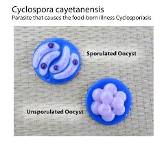 Image result for Cyclospora