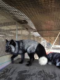 Looking for a puppy or dog in detroit, michigan? Wess Exotic Animals Skunks Foxes Raccoons Foxes