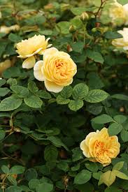 Dig a hole about 30cm wide and 25cm deep. Rose Pruning Patio And Miniature Roses Rhs Gardening