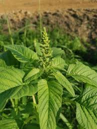 Image result for Amaranthus spinosus