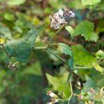 Image result for Senecio deltoideus