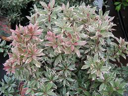 Image result for Pieris japonský little heath obrázek