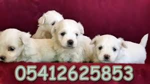Maltes Terrier Yavru