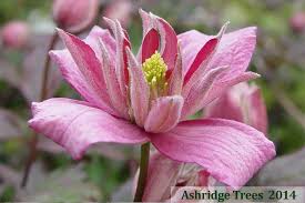 Check spelling or type a new query. How To Grow Clematis In Pots Containers Ashridge Nurseries