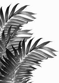 Palm Leaves Black 1 Poster Art Print By Anita S Bella S Art Displate Black And White Photo Wall Black And White Picture Wall Black And White Wall Art