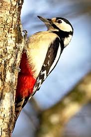 We did not find results for: Dendrocopos Major Wikipedia
