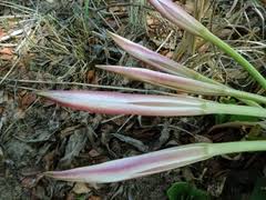 Image result for Crinum crassicaule