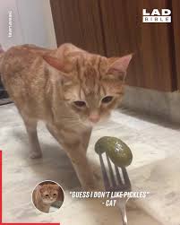 What happens when you drink and smoke pot on an empty stomach, causing you to try to throw up. Ladbible Cat Gags At Smell Of Pickle Facebook