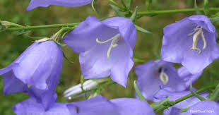 Campanula loves well drained soil, so add lots of grit if you are planting in the ground or in pots. Campanula Persicifolia Care Growing Peach Leaved Bellflower Guide