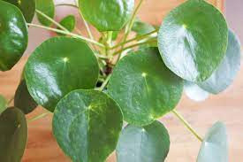 Neuheiten, pflanzen, samen, auswahl und preise für pilea peperomioides und gelangen so zu ihren favorisierten produkt. Ufopflanze Pflegen Alles Zu Pilea Peperomioides Gartenlexikon De