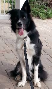 border collie facts for kids