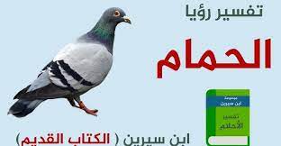 تفسير رؤية الحمام في المنام لابن سيرين animals parrot